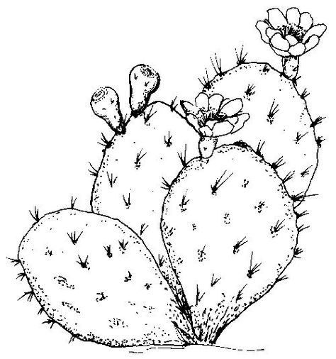 Texas Symbols, Cactus Tattoo, Cactus Drawing, Cactus Painting, Prickly Pear Cactus, Green Cactus, Cactus Art, Southwest Art, Flower Coloring Pages