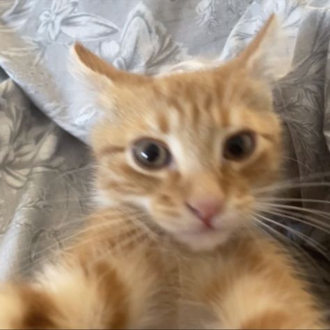 ginger 
kitten
selfie
meme
kitten meme Orange Cat Selfie, Ginger Cat Pfp, Orange Cats Funny, Silly Orange Cat, Orange Cat Pfp, Cats Selfie, Animal Selfie, Cat Selfies, Selfie Cat