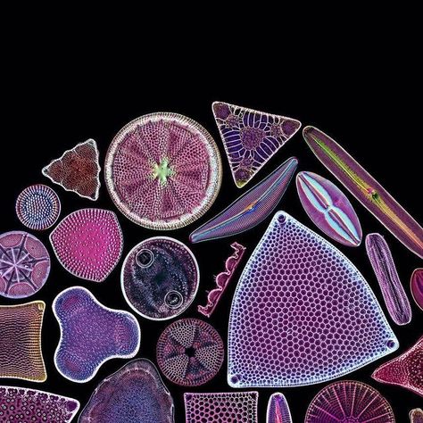 macro & insect photography on Instagram: "Digital diatom arrangements Today I’ve got something for you I wanted to try for a long time. 😅 I am travelling right now and don’t have access to my microscopy equipment so I thought I’d try arranging some diatoms digitally from existing photos. I chose to select all the ones I colored purple and pink from various locations. Apart from not needing a microscope to make this one, another advantage is the resolution which is really high as all the single diatoms were either photographed with a 50x or 100x objective. You can get an idea on photo 2. I still prefer arranging diatoms for real on a microscope slide with a single hair in the traditional way, this was a fun exercise though. :) Hope you enjoy it as well! . . . #diatomarrangement #diatom Macro Insect Photography, Microscope Photography, Microscope Pictures, Macro Photography Insects, Animation Classes, Microscope Slides, Insect Photography, Graphic Design Is My Passion, Ipad Aesthetic