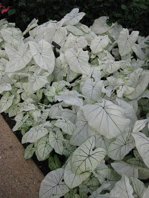 Dichondra Silver Falls, Silver Falls, Tropical Foliage, Small Containers, Vanuatu, Pitcairn Islands, Caicos Islands, Turks And Caicos, Garden Seeds