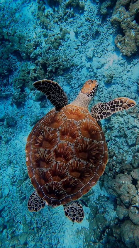 Sea Turtle Wallpaper, Sea Turtle Pictures, Turtle Wallpaper, Marine Turtle, Cute Summer Wallpapers, Beautiful Ocean Pictures, Underwater Animals, Green Sea Turtle, Beautiful Sea Creatures