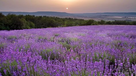 Nature video of lavender meadow Stock Footage #AD ,#lavender#video#Nature#Footage Lavender Video, Lavender Meadow, Agriculture Industry, Video Nature, Nature Gif, Doodle Art, Agriculture, Stock Footage, Stock Video