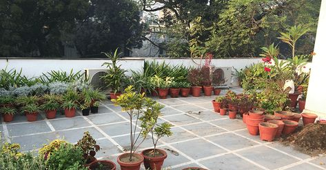 A roof top terrace garden in Delhi, India with lots of foliage and many seedlings promising flowers in the coming months. Open Terrace Garden Ideas, Open Terrace Garden Ideas Indian, Terrace Garden Ideas Indian, Plants For Terrace, Garden Ideas India, Rooftop Garden Design, Modern Front Porch Decor, Open Terrace, Terraced Backyard