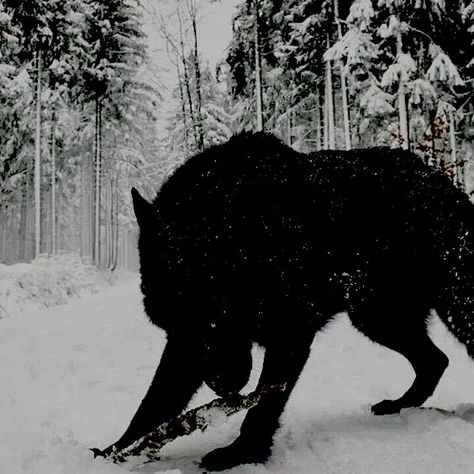 Wolf Aesthetic, Werewolf Aesthetic, Half Elf, Big Bad Wolf, Aesthetic Tumblr, Airedale Terrier, Bad Wolf, Black Wolf, Sirius Black