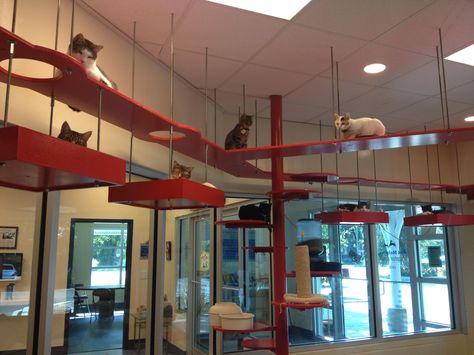 An entire labyrinth of walkways high up in the air for your cat. CoolKittyCondos.com Cat Ceiling, Cat Walkway, Pet Resort, Cat Towers, Pet Hotel, Cat Playground, Cat Hacks, Cat Enclosure, Cat Shelves