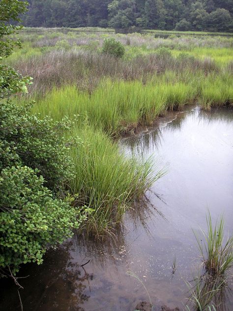 Marshland Aesthetic, Marsh Village Fantasy Art, Fantasy Marshland, Marsh Land, Maryland Scenery, Environment Reference, Travel City, St Marys, Chesapeake Bay