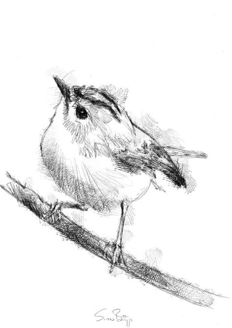 Goldcrest, Artist Sean Briggs producing a sketch a day, prints available at https://www.etsy.com/uk/shop/SketchyLife  ##goldcrest ##illustration#ink#print#draw©#Sean_Briggs ##visitor #art #bird #drawing #sketch Bird Sketch, Art Drawing Sketch, Sketch A Day, Fine Art Drawing, Sketch Illustration, Arte Sketchbook, Bird Drawings, Bird Illustration, Watercolor Bird