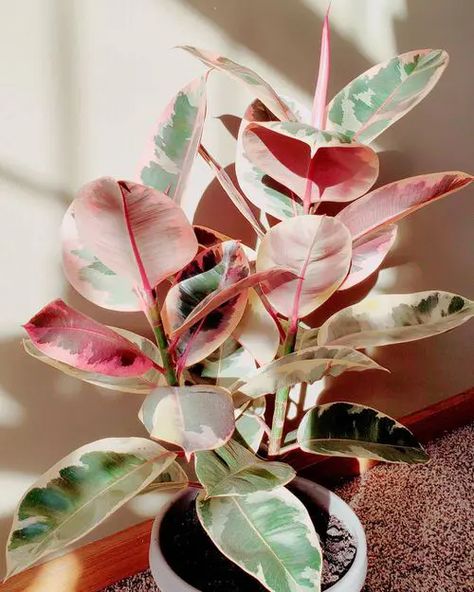 11 Beautiful Plants with Pink and Green Leaves | Balcony Garden Web Pink Foliage Plants, Pink Leaf Plant, Ficus Tineke, Fairy People, Plants With Pink Flowers, Rubber Tree Plant, Plants Wallpaper, Pretty Fairy, Kalanchoe Blossfeldiana