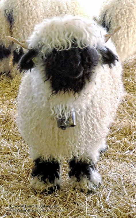 Laurel Highland Valais Blacknose Sheep ~ Home Sheep Photos, Natural Lawn, Blacknose Sheep, Valais Blacknose, Valais Blacknose Sheep, Sheep Drawing, Pet Sheep, Fluffy Sheep, Mini Cows