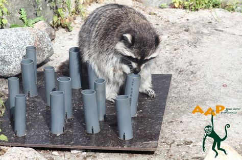 One of our raccoons, working on some enrichment in Helsinki Zoo. Wolf Enrichment, Animal Rescue Ideas, Zoo Enrichment, Enrichment Projects, Zoo Toys, Animal Enrichment, Exotic Mammals, Pet Raccoon, Zoo Ideas