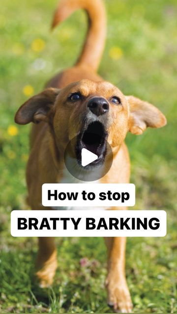 Sarah Hodgson | 🐶 Is your dog a bratty barker? Do they bark at you for attention 🥺, food 🍲 and toys 🦴?

👍🏻 Fortunately for you, it’s ... | Instagram Dogs Barking, Puppy Barking, Puppy Training Tips, Postal Worker, Dog Barking, Dog Behavior, Dog Trainer, Dog Training Tips, Puppy Training