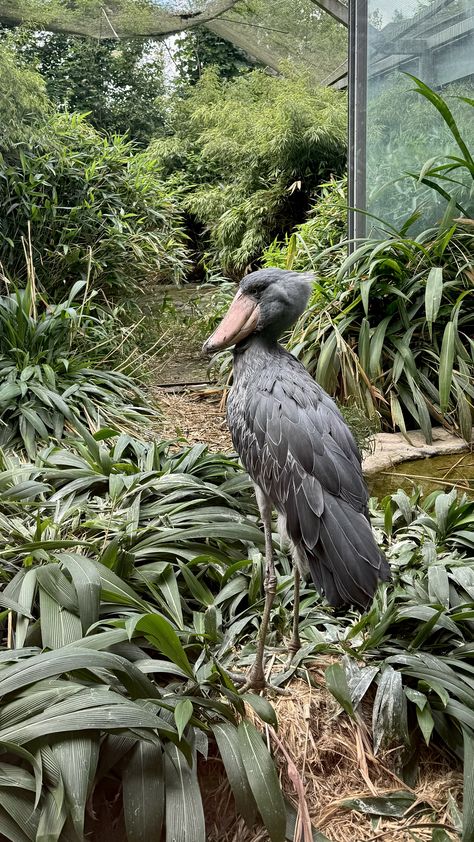 Zoo in Prague Living Fossil, Rift Valley, Prague, Lake, Animals