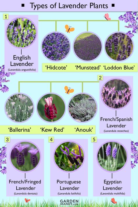 List of Different Types of Lavender Plant with Pictures Types Of Lavender Plants, Backyard Border, Types Of Lavender, Lavender Plant Care, Office Workouts, Lavender Hidcote, Lavender Types, Lavender Hedge, Spanish Lavender