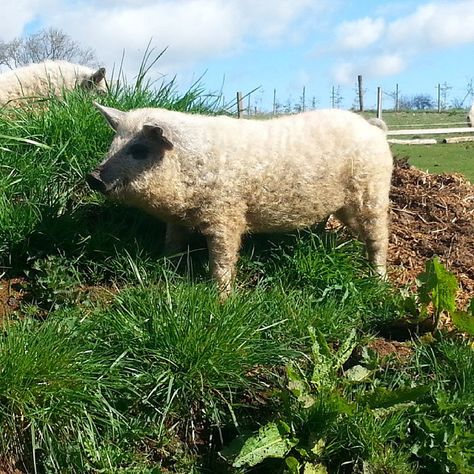 The Mangalitsa pig is an enigmatic animal–and an adorable one at that! Technically, this creature is a pig, but it has a fuzzy, sheeplike appearance Wooly Pig, Mangalitsa Pig, Pig Breeds, Pom Dog, Wild Pig, Sheep Clothing, A Sheep, Hobby Farms, Adorable Animals