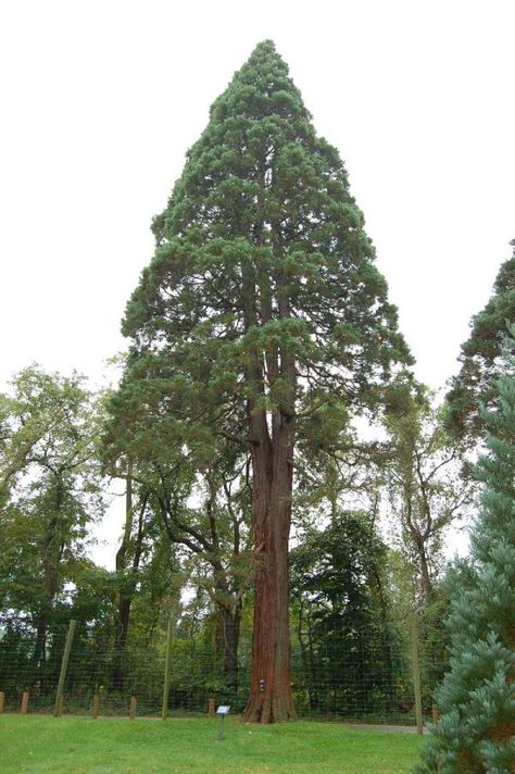 John J. Tyler Arboretum, picture by Derek Ramsey, 2006-09-23 Sequoiadendron Giganteum, Sequoia Sempervirens, Coniferous Trees, Giant Sequoia Trees, Coast Redwood, Giant Sequoia, Coastal Redwood, Redwood Trees, Sequoia Tree