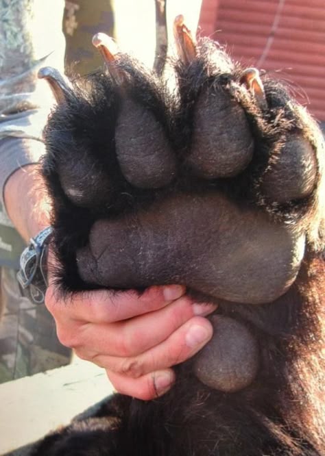 Paw of an 8 ft brown bear[569x800] - Imgur Bear Pictures, Animal Photos, Love Bear, Bear Paws, Silly Animals, Grizzly Bear, Bear Stuffed Animal, Black Bear, Brown Bear