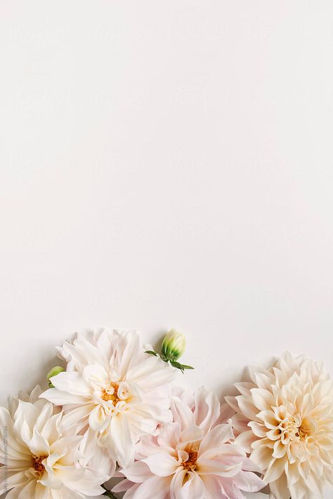 Floral Cards Design, Pink Wallpaper Backgrounds, Flowery Wallpaper, Pretty Backgrounds, Instagram Wallpaper, Flower Background Wallpaper, Flower Phone Wallpaper, Floral Background, Cellphone Wallpaper