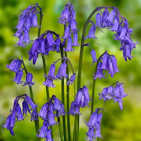 Native English Bluebell - Seeds: Amazon.co.uk: Garden & Outdoors Flanders Field Poppies, English Bluebells, Spanish Bluebells, English Flowers, Wild Bluebell, Native English, Blue Bell Flowers, Cottage Garden Plants, Spring Flowering Bulbs