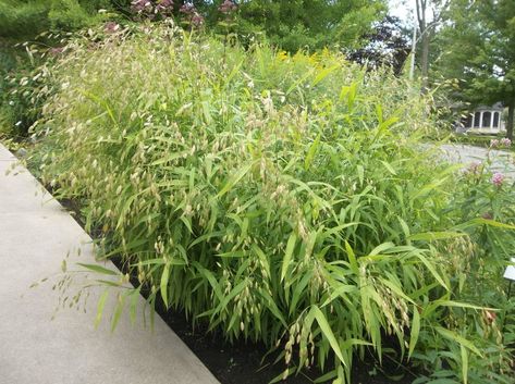 Short Ornamental Grasses, Chasmanthium Latifolium, Northern Sea Oats, Blue Oat Grass, Beach House Garden, Tall Ornamental Grasses, Shade Landscaping, Water Wise Plants, Sea Oats