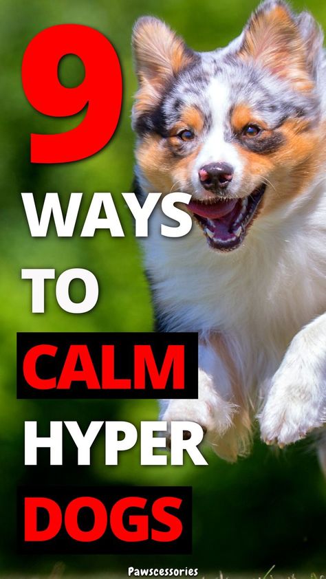 calm down hyper dog Hyperactive Dog, Hyper Dog, Excited Dog, Dog Behavior Training, Dog Advice, Easiest Dogs To Train, Dog Training Advice, Calm Dogs, Best Dog Training