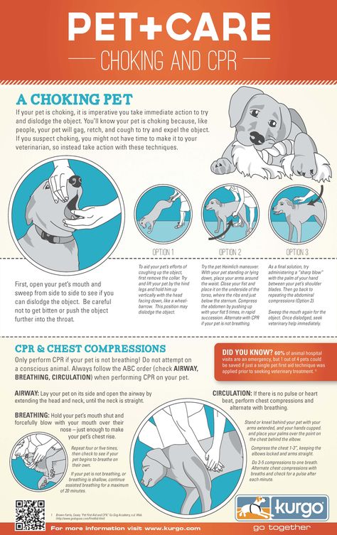 If your pet is choking, it is imperative you take immediate action to try and dislodge the object. You'll know your pet is choking because like people, your pet will gag, retch and cough to try and expel the object. Cpr Infographic, Wag The Dog, Dog Health Tips, Dog Information, Dog Tips, Dog Info, Dog Safety, Dog Care Tips, Pet Care Tips