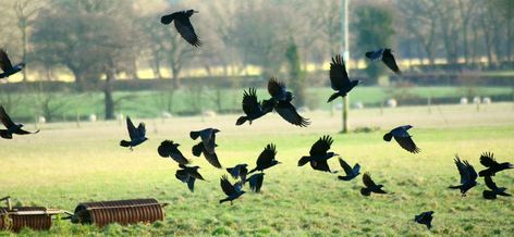 Why is it called a murder of crows? Crow Facts, Group Of Crows, Crow Call, Bird Facts, Animal Groups, Crows, Cool Names, Black Bird, A Group