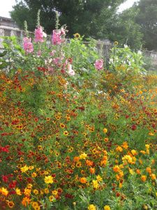 Dye Plant Garden in Full Bloom Wild Flower Garden, Deep Red Flowers, Dye Garden, Garden Escape, Dye Yarn, Garden Fun, Plant Garden, Cottage Life, Wildflower Garden