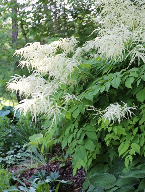 10 Easy Perennials for Shady Gardens Secret Shade Garden Ideas, Shade Garden Pathways, Shade Grasses Perennials, Simple Shade Garden, Pnw Shade Garden, Shady Borders Uk, Woodland Shade Garden Ideas, Japanese Shade Garden, Entryway Garden Front Entry