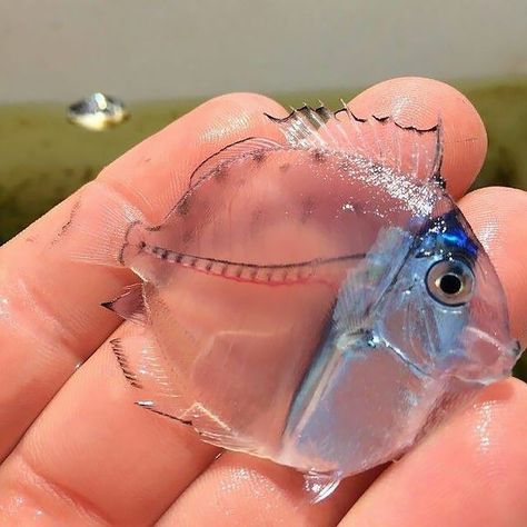 Weird Sea Creatures, Transparent Fish, Blue Tang Fish, Cool Fish, Beautiful Sea Creatures, Rare Animals, Beautiful Fish, Aquascaping, Ocean Creatures