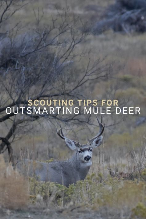 Duck Hunting Dogs, Mule Deer Hunting, Deer Hunting Tips, Duck Hunting Gear, Deer Hunting Gear, Hunting Tips, Timber Wolf, Deer Hunters, Mule Deer