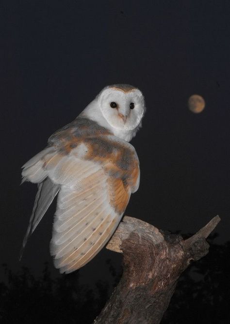 High Quality Animal Photography, Owl Reference Photo, White Owl Aesthetic, Barn Owl Aesthetic, Night Owl Aesthetic, Owls Photography, Owls Aesthetic, Animal Reference Photos, Owl Aesthetic