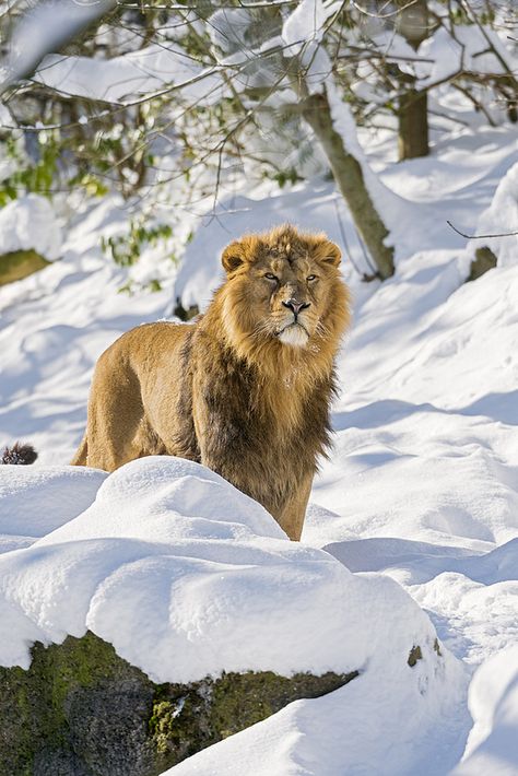 Radja proudly standing in the snow Beautiful Lion, Lion And Lioness, Lion Pictures, King Of The Jungle, Large Cats, Wildlife Animals, Big Cat, A Lion, Leopards