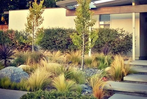 The 7 Features of a Waterwise Garden Evergreen Landscape, Water Wise Plants, Lawn Alternatives, Australian Native Garden, Drought Tolerant Garden, Waterwise Garden, Drought Tolerant Landscape, Zone 9, Dry Garden