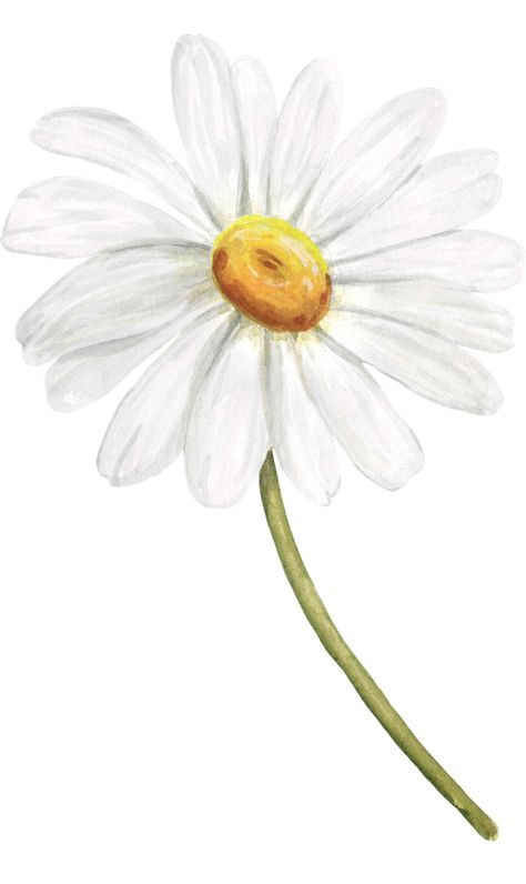 White Daisy Watercolor, Watercolour Daisy, Margarita Flower, Daisy Watercolor, Daisy Drawing, Watercolor Daisy, Sublimacion Ideas, Butterfly Room, Flower Art Drawing