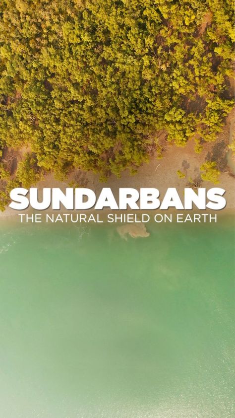 Sundarban national park Sundarbans Forest Photography, Sundarban Photography, Sundarbans Forest, Color Moodboard, Mangrove Forest, Forest Photography, Unesco World Heritage Site, Unesco World Heritage, The Natural