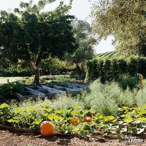 Diy Pumpkin Patch Garden, Pumpkin Patch Diy, Pumpkin Inspiration, Cold Frames, Pumpkin Vine, Pumpkin Garden, Growing Pumpkins, Flower Farmer, Cut Flower Garden