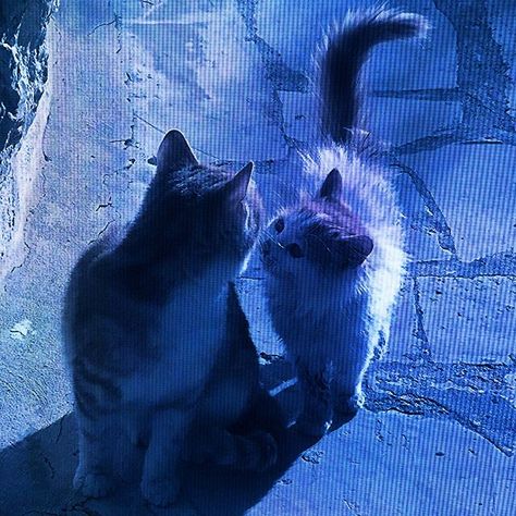 9 Lives, Ideas Style, Blue Light, Home Ideas, Style Inspiration, Screen, Wall, Blue