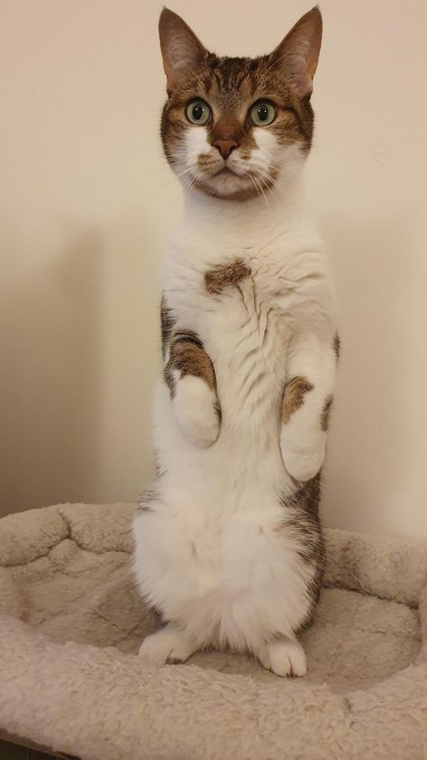 Purrfection In The Form Of Cats Standing Up On Two Paws - I Can Has Cheezburger? Animals Standing Up, Cats Standing Up, Cat Standing Up, Cat Standing Up Drawing, Cat Standing Drawing, Simple Cat Drawings, Drawing Ideas Cat, Cats Standing, Cats Dancing