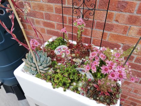 Belfast Sink Planter, Belfast Sink Garden Planter, Belfast Sink Garden, Belfast Sink, Alpine Garden, Sink Ideas, Gardening Inspiration, Planting Ideas, Succulent Garden Diy