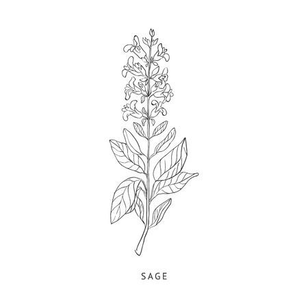 Sage Medical Herb Hand Drawn Realistic Detailed Sketch In Beautiful Classic Herbarium Style On White Background Small Sage Tattoo, White Sage Tattoo, Sage Tattoo Bundle, Sage Leaves Tattoo, Sage Flower Tattoo, Sage Plant Tattoo, Sage Leaf Tattoo, Sage Tattoos, Sage Tattoo Flower