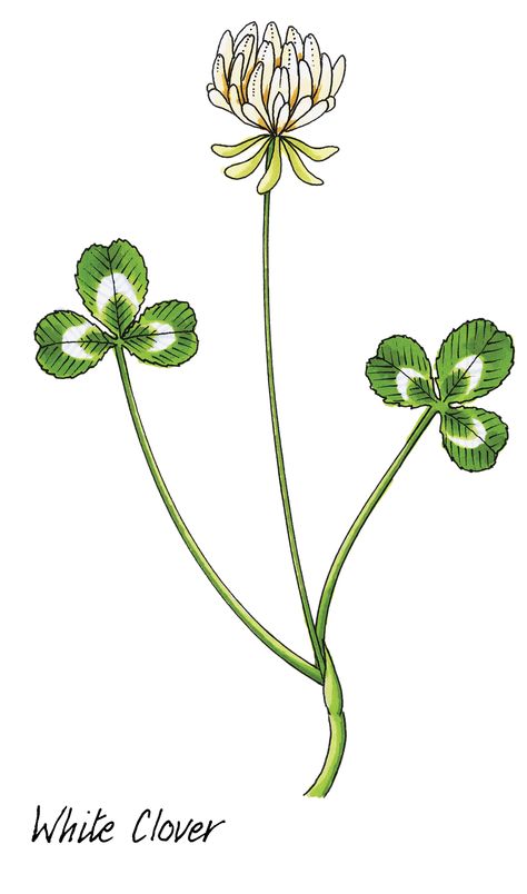 White Clover Drawing, Simple Clover Drawing, White Clover Tattoo Flower, White Clover Tattoo, Clover Drawing Simple, Clover Flower Drawing, Clovers Drawing, Clover Flower Tattoo, Clover Doodle