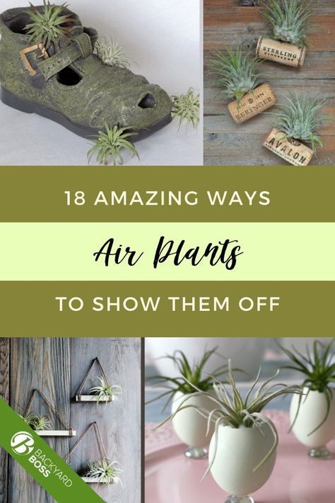 Here are 18 cool and interesting ways to show off air plants. You can hang them  from walls, put them on tables in cool planters or make custom terrariums.   We have all sorts of pictures and links inside.  My favorite? A hanging teardrop display that's great for air plants or succulents. Airplant Holder Diy, Cool Planters, Air Fern, Airplant Wall, Plant Display Ideas, Hanging Plant Wall, Air Plant Display, Front Porch Design, Air Plant Terrarium