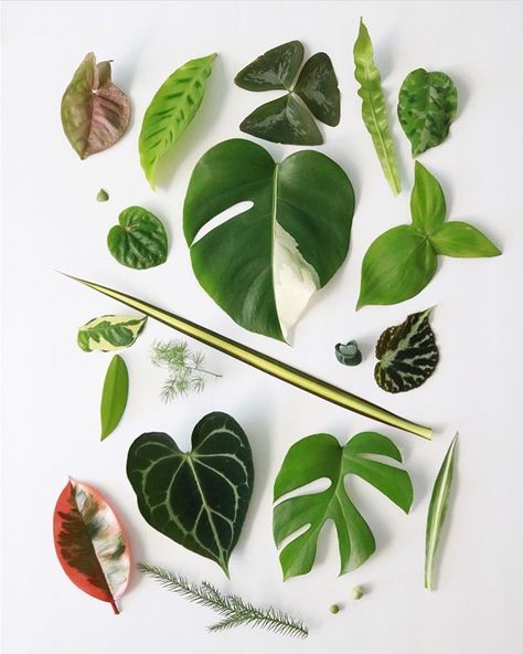 Wall Plants Indoor, Green Houseplants, Leaf Collage, Plant Texture, Trendy Plants, Mosquito Repelling Plants, Pretty Leaf, Botanical Leaves, Plant Tattoo