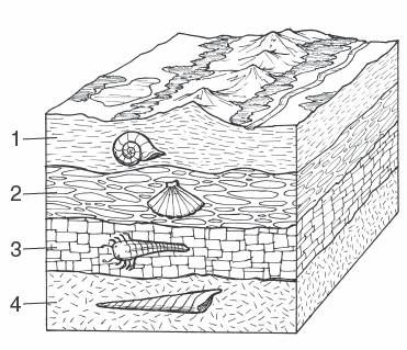 fossil layers Rock Layers And Fossils, Fossil Layers, Fossils Worksheet, 3rd Grade Fossil Activities, Fossil Activity 3rd Grade, Elementary Fossil Activities, Geology Cake, Natural Science, Sedimentary Rocks