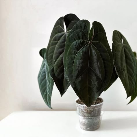 𝙺𝚊𝚝𝚒𝚎 𝙰𝚗𝚗𝚎’𝚜 𝙿𝚕𝚊𝚗𝚝𝚜 ♡ on Instagram: "| Every time I look at this plant, I think of Harry Potter, Team Slytherin. It’s dark, mysterious and kinda up to no good. What Hogwarts house do you belong to? I’m a Slytherin 🐍 • • • 🪴: Anthurium Dark Form Ace of Spades | @tezulaplants _______________________________________________ #anthuriums #aroids #anthuriumaceofspades #anthurium #anthuriumlovers #katieanneplants #aroidaddicts #aroid #aroidlover #aroidsofinstagram #araceae #internatio Anthurium Ace Of Spades, Identifying Plants, Botanical Academia, Green Wall Plants, Wishlist Plants, Gothic Bathroom, Black Plant, Anthurium Plant, Houseplants Low Light