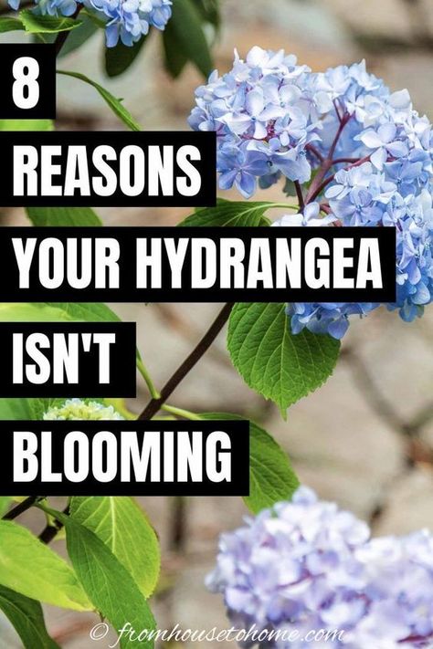 Hydrangea Plant Care, Part Shade Perennials, Shade Loving Shrubs, Hydrangea Petiolaris, Hydrangea Landscaping, Plants Under Trees, Types Of Hydrangeas, Big Leaf Hydrangea, Shade Garden Design