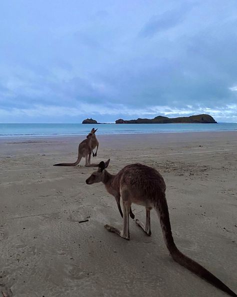 #australia #kangaroo #beach #animals #placestovisit #placestotravel #bucketlist Kangaroo Beach, Beach Animals, Australia Kangaroo, Summer Adventures, Places To Travel, Kangaroo, Bucket List, Australia, Collage