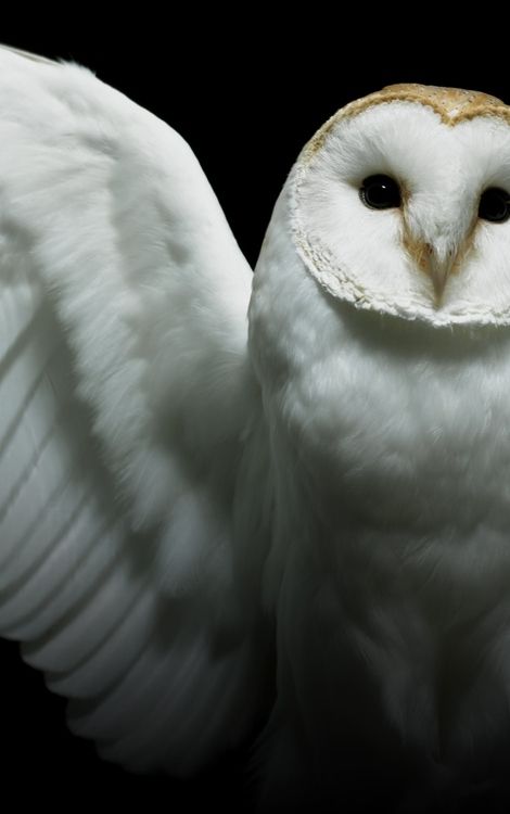 Barn Owl Aesthetic, Barn Owl Wallpaper, White Simple Wallpaper, Owl Wallpaper Iphone, Owls Wallpaper, Owl White, Barn Owls, Beauty In Everything, Owl Wallpaper