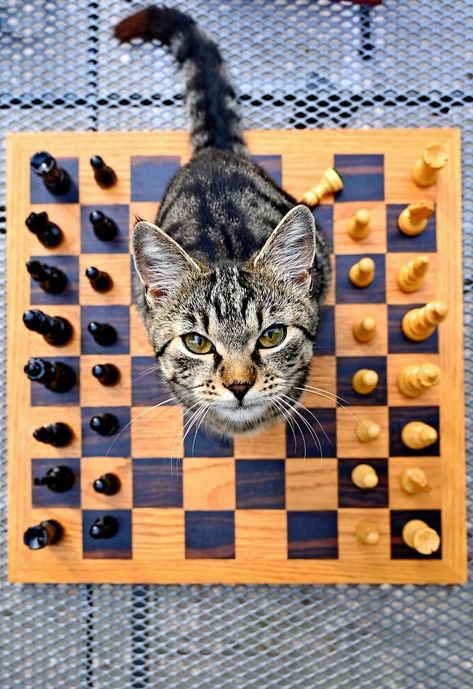 Cat Boarding, Cat Playing, Jurassic Park, Crazy Cat Lady, Crazy Cats, Cat Lady, Chess Board, Cat Love, Dark Wood