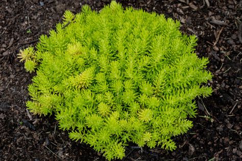 Boarder Plants, Perennial Border Plants, Lemon Ball, Sidewalk Landscaping, Phlox Plant, Lily Turf, Water Wise Landscaping, Perennial Ground Cover, Sedum Plant